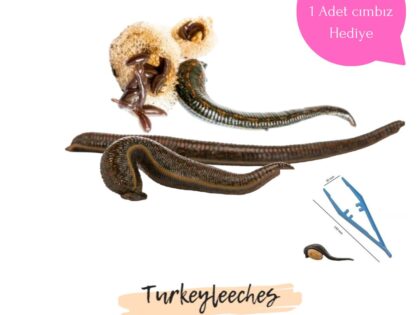 10 Adet Bebek Boy Tıbbi Sülük Hediyeli